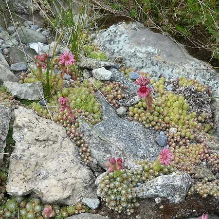 Auberge de jeunesse Pensiun Trais Piz